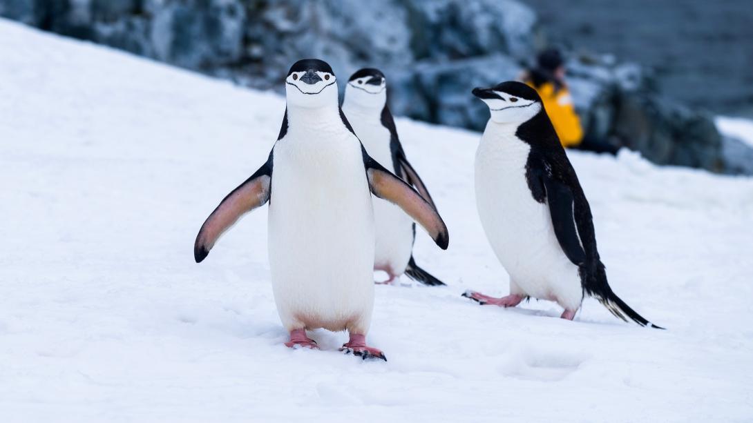 Penguins on a snowy hill